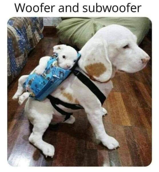 Dog & Puppy Woofer & Sub-woofer.jpg