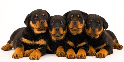 Dog Rottweiler puppies.jpg