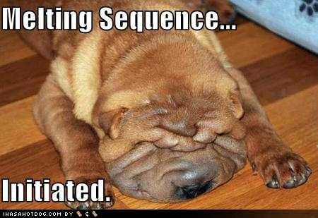 Dog Shar Pei Melting Sequence Initiated.jpg