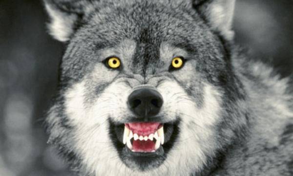 Dog Snarling Gray-Wolf.jpg