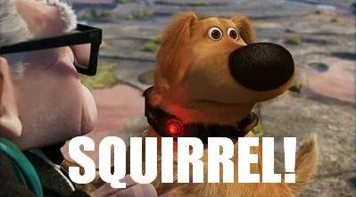 Dog Squirrel Up Doug the Dog Squirrel.jpg