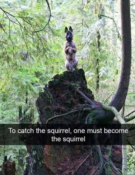 Dog squirrel -you must become the squirrel-.jpg