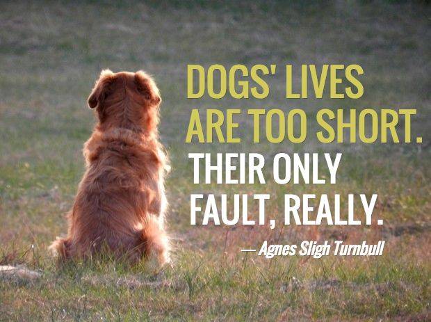 Dog Their lives are too short only fault.jpg