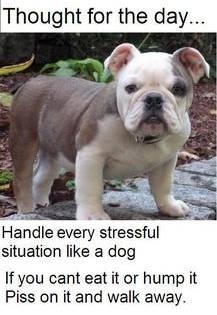 Dog thoughts of stress eat hump piss on it & walk away.jpg