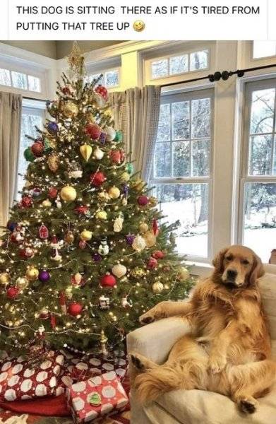 dog tired put up tree.jpg