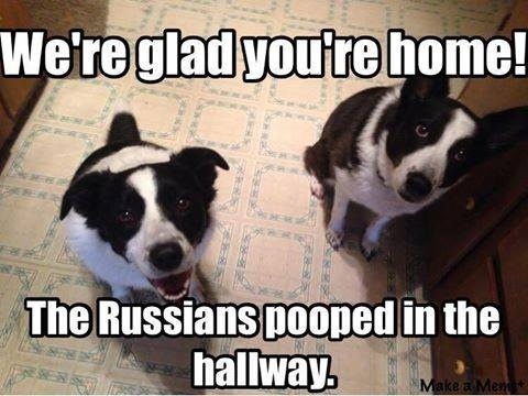 Dogs Glad your home the Russians {D's voters} pooped in the hallway.jpg