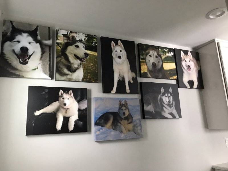 Dogs wall art.jpg