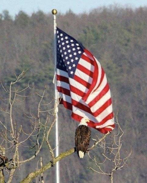 Eagle & Flag.jpg