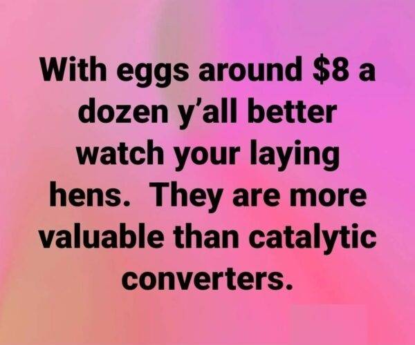 Eggs.jpg