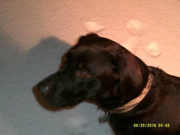 Elvis 2-22-2018 snow 2 years 8 months.JPG