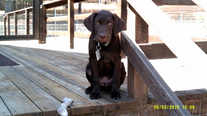 Elvis 9-3-2015 on deck 3 months old on deck.JPG