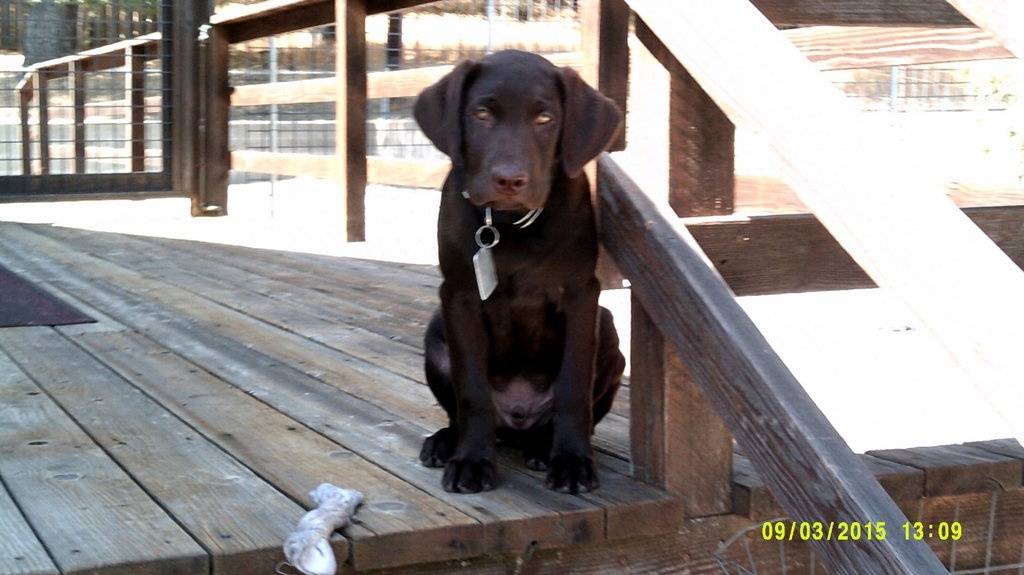 Elvis 9-3-2105 on deck 3 months old on deck.JPG