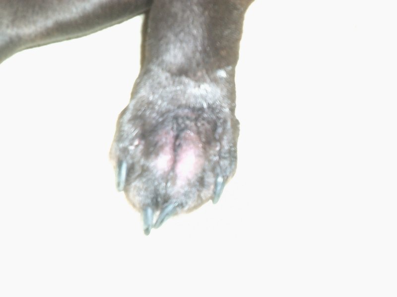 Elvis r-f paw surgery cist bacterial infection - ingrown hair 003.JPG