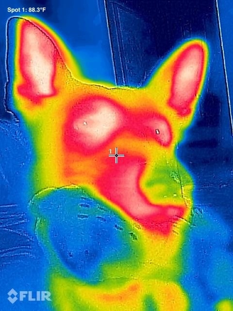 FLIROne0001.jpg