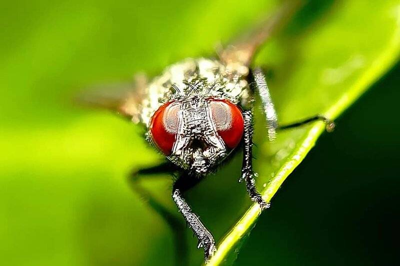 fly-macro-insect-nature-animal-wing-eyes-close-up-compound-eyes.jpg