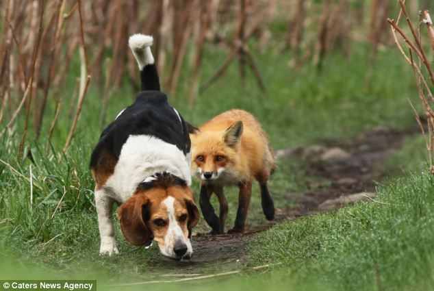 fox-and-beagle.jpg