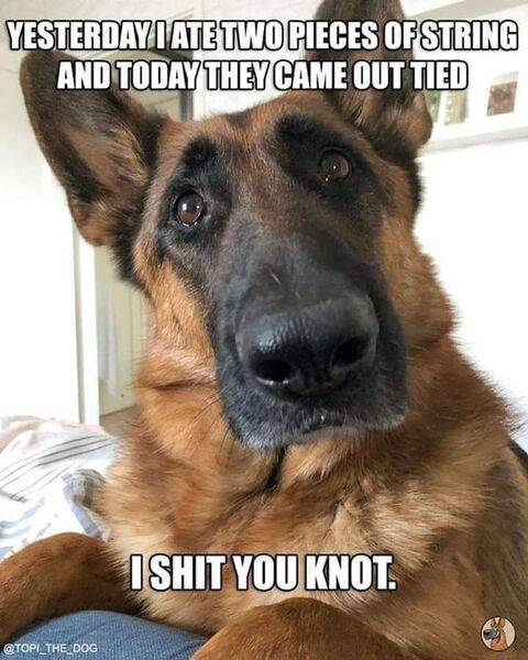 funnygsd.jpg