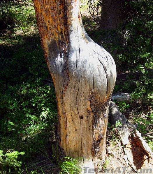 good-butt-tree-2993562539.jpg