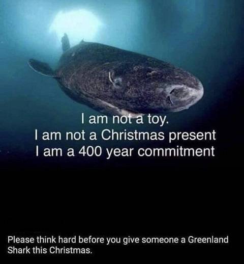 greenland shark christmas.jpg