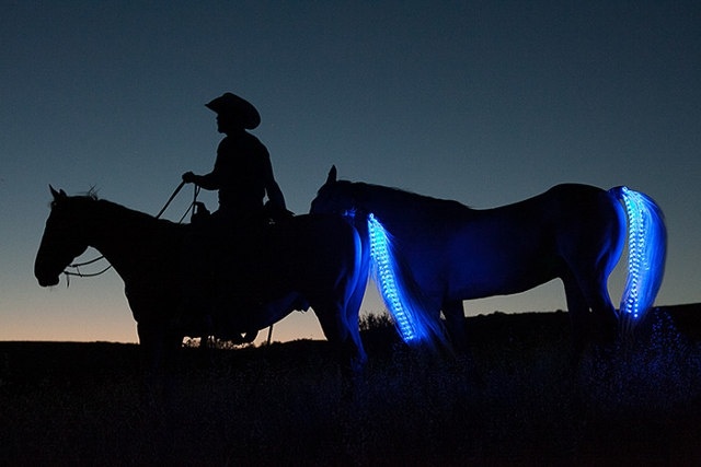 horse-tail-lights.jpg