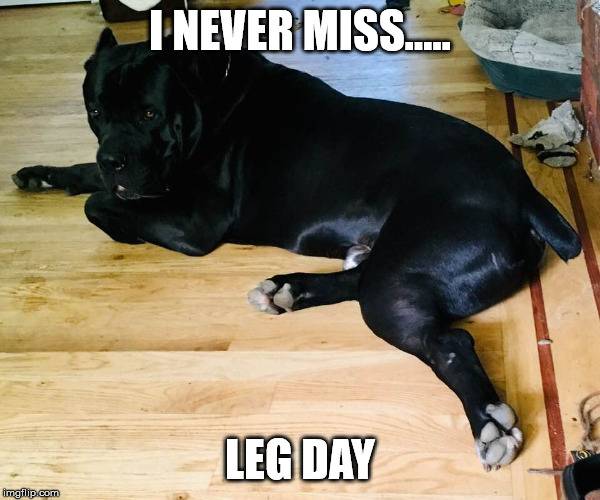 leg day.jpg