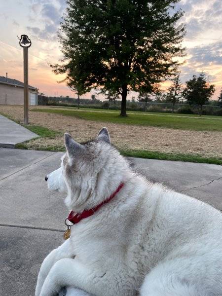 Mishka 9-23-23 back yard sunset.jpg