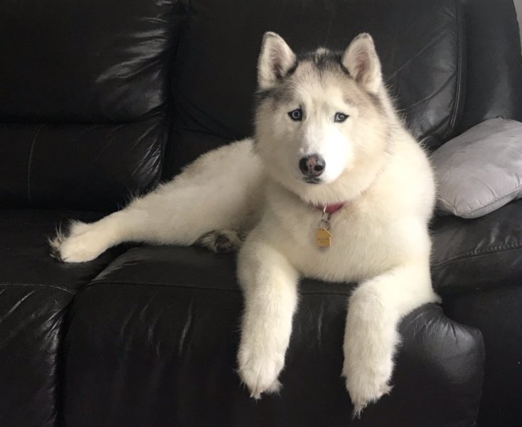 Mishka groomed 3.jpg