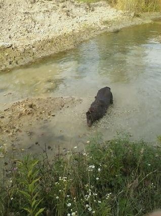 Mocha in Marks pond.jpg