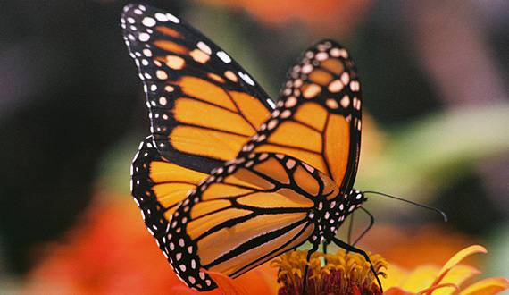 MonarchButterfly_Flickr_DebbieLong_FPWC.jpg