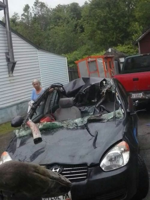 moose-vs-car6.jpg