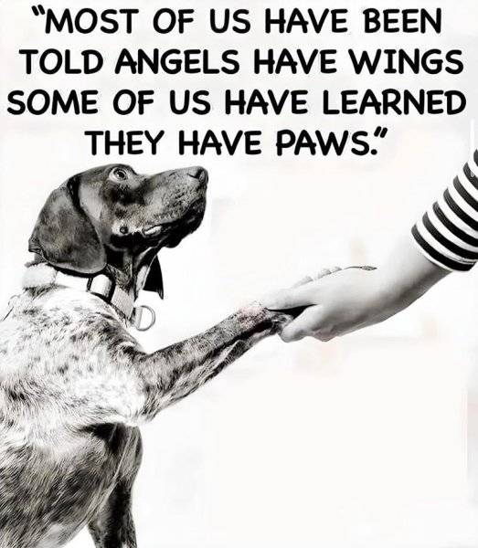 most-us-have-been-told-angels-have-wings-some-us-have-learned-they-have-paws.jpeg