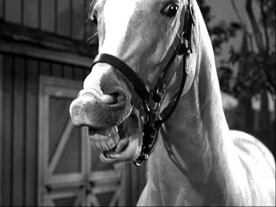 Mr. Ed.jpg