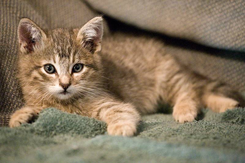 new-kitten-111319-02-L.jpg