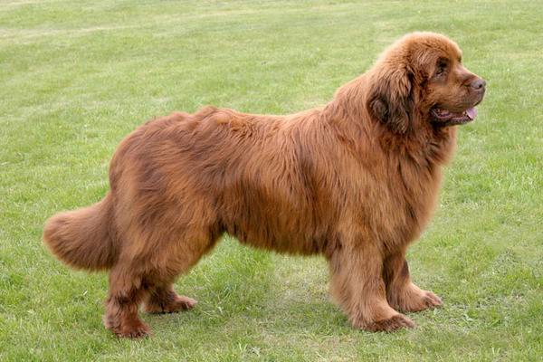 newfoundland-dogs-puppies-1.jpg