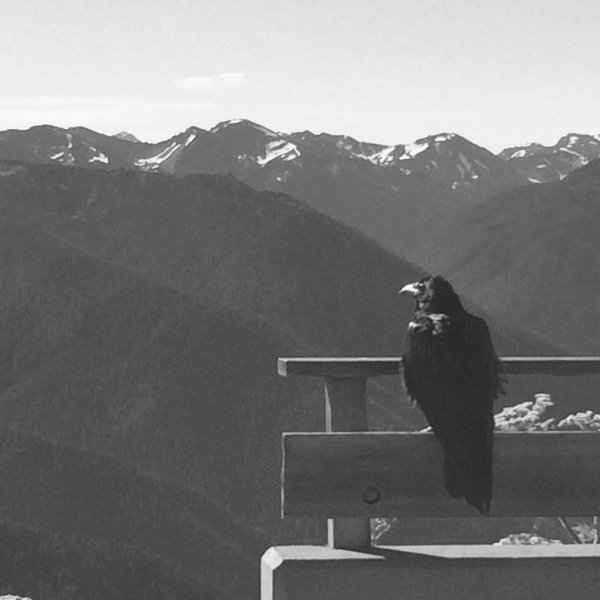 Olympic+National+Park+Raven+Mountains+Hurricane+Ridge.jpeg