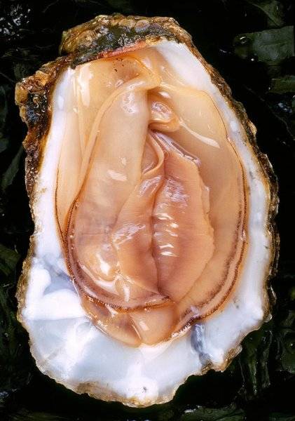 Oyster.jpg