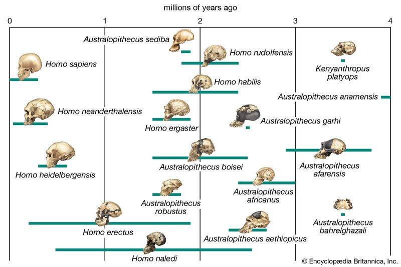 scheme-evolution-human-lineage-hominin-species-bars.jpg