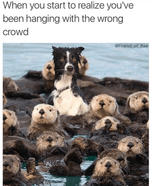 sea-otter-when-you-start-to-realize-youve-been-hanging-with-the-wrong-crowd-friend-of-bae.png