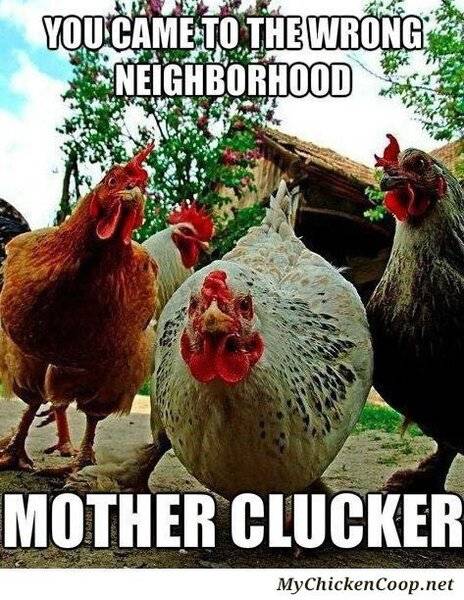 Smiley Chicken -you came to the wrong neighborhood mother clucker-.jpg