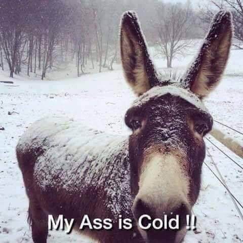 Smiley Donkey My *** Is Cold.jpeg