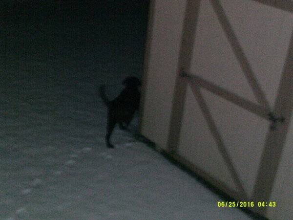 Sonora 2-22-2018 Elvis peeing in the snow.JPG