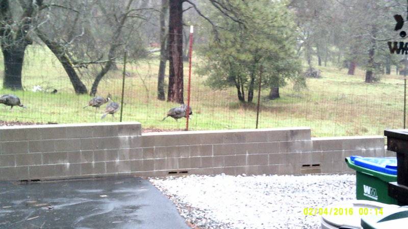 Sonora Turkeys #1.JPG