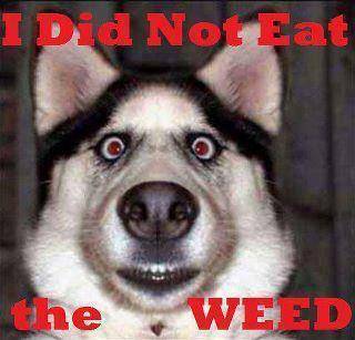 stoned-dog-eat-weed.jpg