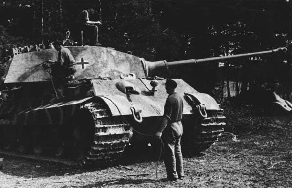 tiger2_501.jpg