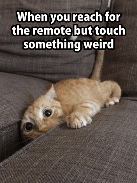 when-you-reach-for-the-remote-but-touch-something-weird-cat-in-between-couch-cushions-1443544260.png