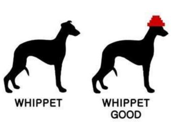 Whippet good.JPG