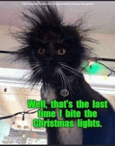 xmasramcat.png