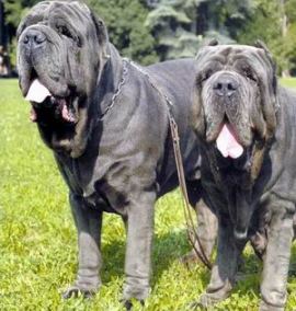 The-English-Mastiff-the-worlds-largest-dog[1].jpg