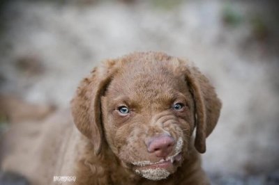 Puppy3-640x426[1].jpg