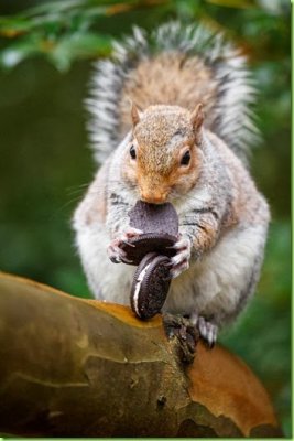 squirrel oreo_thumb[1].jpg